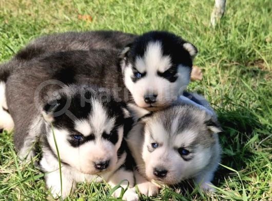 Husky Bebekleri̇mi̇z görsel