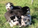 Husky Bebekleri̇mi̇z