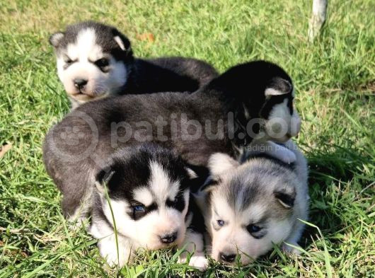 Husky Bebekleri̇mi̇z görsel