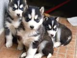 MUHTEŞEM HUSKY YAVRULARI