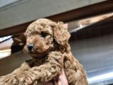 Üst Kali̇te Toy Poodle Bebeleri̇mi̇z
