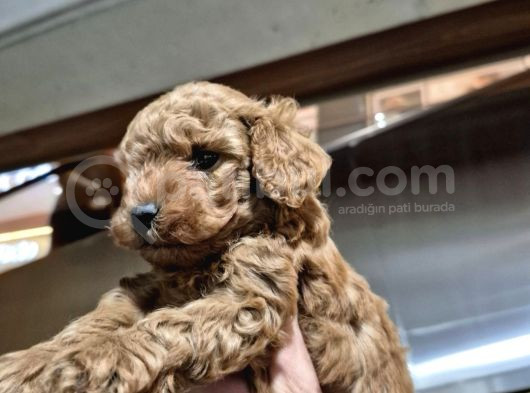 Üst Kali̇te Toy Poodle Bebeleri̇mi̇z görsel