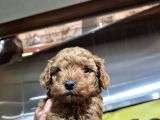 Üst Kali̇te Toy Poodle Bebeleri̇mi̇z