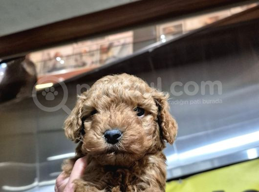 Üst Kali̇te Toy Poodle Bebeleri̇mi̇z görsel