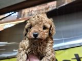 Üst Kali̇te Toy Poodle Bebeleri̇mi̇z