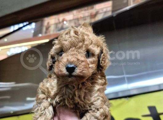 Üst Kali̇te Toy Poodle Bebeleri̇mi̇z görsel
