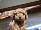 Üst Kali̇te Toy Poodle Bebeleri̇mi̇z