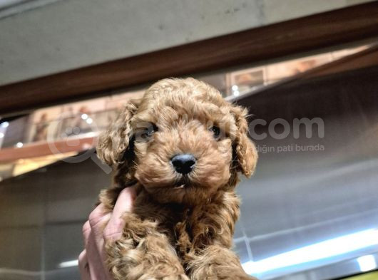 Üst Kali̇te Toy Poodle Bebeleri̇mi̇z