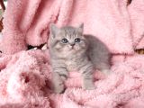 Blue Golden Tabby Yavrular