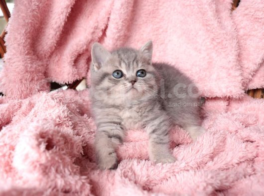 Blue Golden Tabby Yavrular görsel