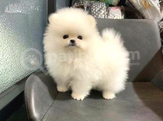 Pomeri̇an Boo Teddy Bear Yavrular görsel