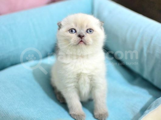 Pamuk Tüylü Blue Point Scottish Fold Yavrumuz görsel