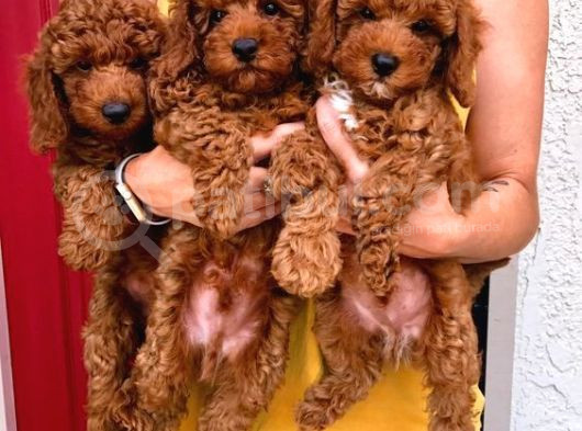 Toy Poodle Yavrularimiz Evi̇ni̇zi̇n Neşesi̇ Olacaktir görsel