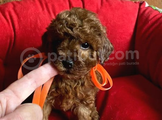 Toy Poodle Yavrularimiz Evi̇ni̇zi̇n Neşesi̇ Olacaktir görsel