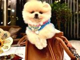 Pomeri̇an Boo Teddy Bear Yavrular