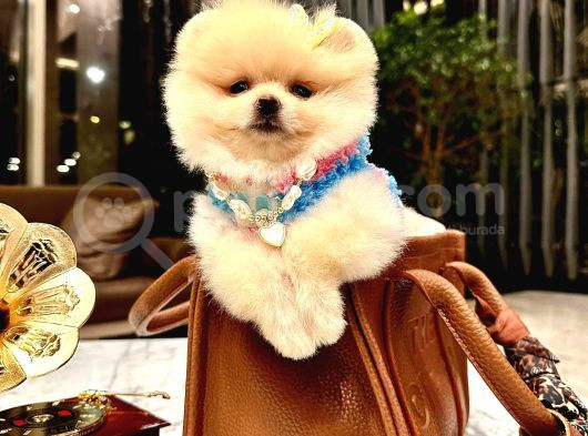 Pomeri̇an Boo Teddy Bear Yavrular görsel