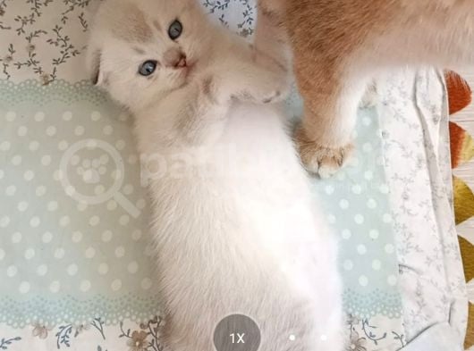 Enfes Tatli Scotti̇sh Fold Bluepoi̇nt Mavi̇ş Yavrular görsel