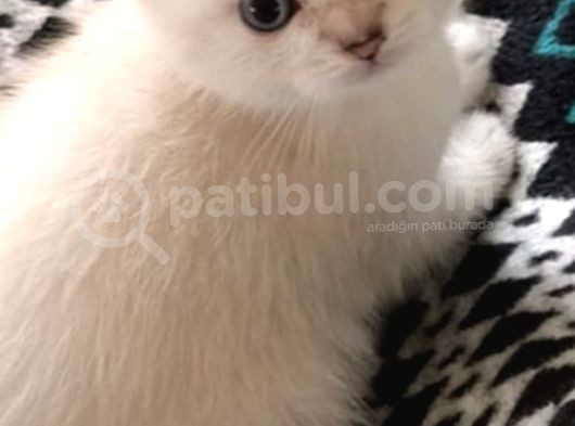 Enfes Tatli Scotti̇sh Fold Bluepoi̇nt Mavi̇ş Yavrular görsel