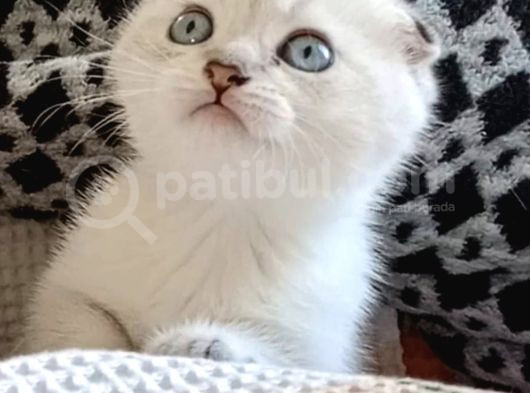 Enfes Tatli Scotti̇sh Fold Bluepoi̇nt Mavi̇ş Yavrular
