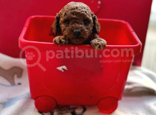 Evde Bakılan Sağlık Ve Irk Garantili Poodle Bebek
