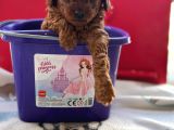 Evde Bakılan Sağlık Ve Irk Garantili Poodle Bebek