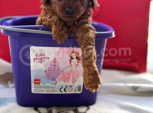 Evde Bakılan Sağlık Ve Irk Garantili Poodle Bebek görsel
