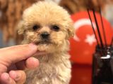 Tr de tek güzellikle teacup maltipo