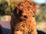 Ev Doğumlu Red Poodle Bebekler