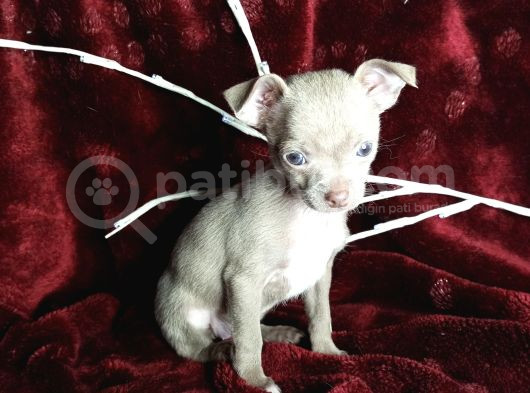 Teacup Lilac Ve Lilactan Dişi Yavrularım görsel