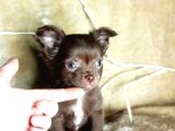 Teacup Longhair Çikolata Yavrum