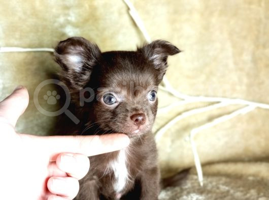 Teacup Longhair Çikolata Yavrum görsel