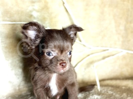 Teacup Longhair Çikolata Yavrum görsel