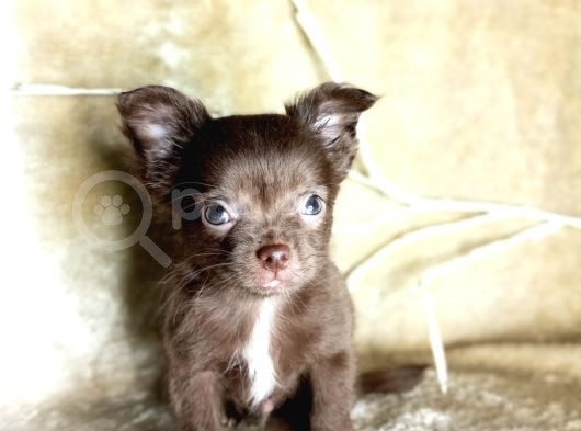 Teacup Longhair Çikolata Yavrum görsel