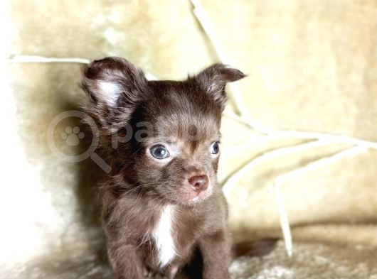 Teacup Longhair Çikolata Yavrum görsel