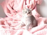 BLUE GOLDEN TABBY YAVRULAR