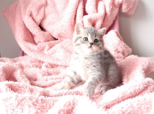 Blue Golden Tabby Yavrular