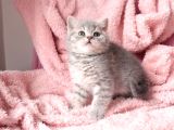 Blue Golden Tabby Yavrular