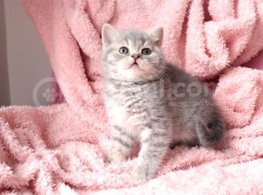 Blue Golden Tabby Yavrular görsel