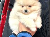 POMERİAN BOO TEDDY BEAR YAVRULAR