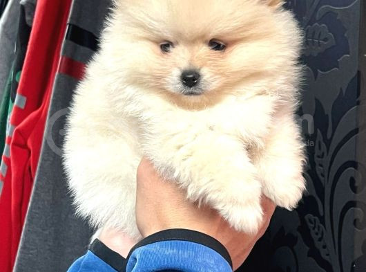 Pomeri̇an Boo Teddy Bear Yavrular