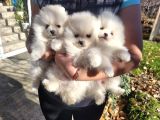 Pomeri̇an Boo Teddy Bear Yavrular