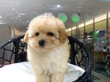 VONALP PET GARANTİSİYLE EN SEVİMLİ MALTİPOO YAVRULARI