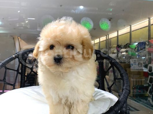 MUKKEMMEL GUZELLIKTEKİ  MALTİPOO  YAVRULARIMIZ VONALP PET GARANTİLİ