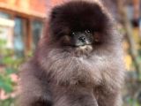 SİYAH ORJİNAL BOO POMERANİAN GARANTİLİ YAVRUMUZ