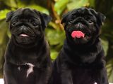 İki Siyah Bir Krem erkek Pug yavrularımız sizlerle
