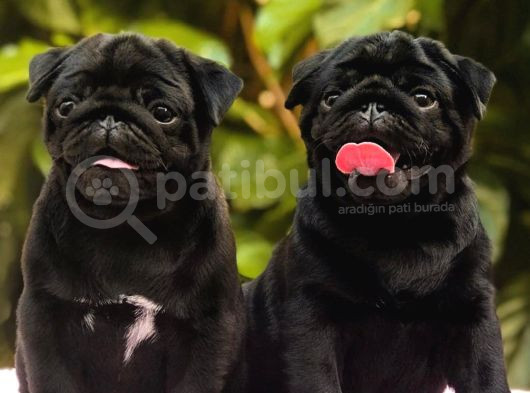 İki Siyah Bir Krem Erkek Pug Yavrularımız Sizlerle