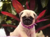 İki Siyah Bir Krem Erkek Pug Yavrularımız Sizlerle