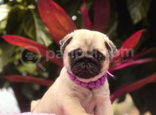 İki Siyah Bir Krem Erkek Pug Yavrularımız Sizlerle görsel