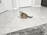 Aile Sıcaklığnda Büyüyen  Scottish Fold British Yavruları