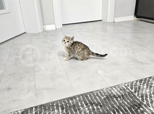 Aile Sıcaklığnda Büyüyen  Scottish Fold British Yavruları görsel